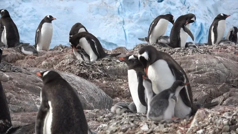 Gentoo Penguins with chick on the nest Stock Footage 88112098