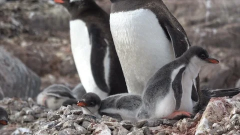 Gentoo Penguins with chick on the nest Stock Footage 88112285