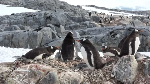 Gentoo Penguins with chick on the nest Stock Footage 88112650