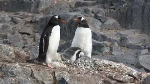 Gentoo Penguins with chick on the nest Stock Footage 88112999