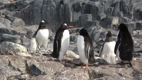 Gentoo Penguins with chick on the nest Stock Footage 88113944