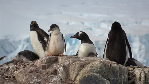 Gentoo Penguins with chick on the nest Stock Footage 88114526
