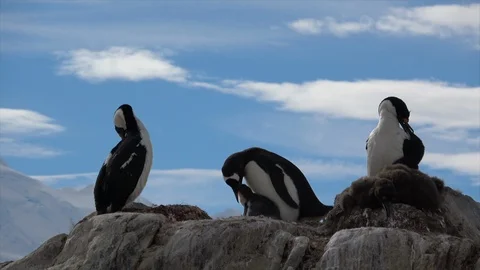 Gentoo Penguins with chick on the nest Stock Footage 88114875