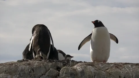 Gentoo Penguins with chick on the nest Stock Footage 88115211