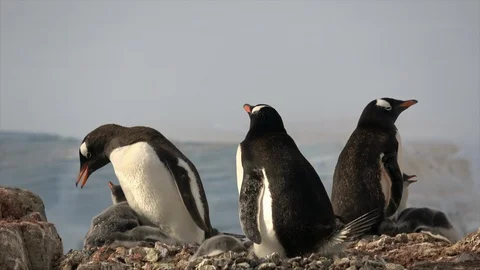 Gentoo Penguins with chick on the nest Stock Footage 88115407