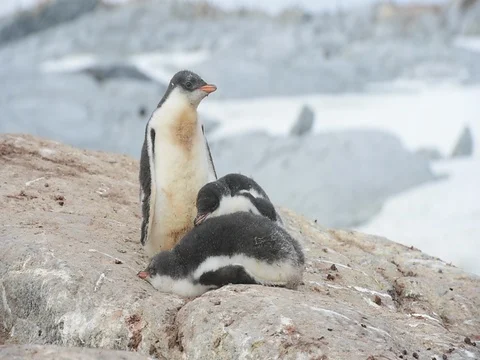 Gentoo Penguins chicks Stock Footage 81309231
