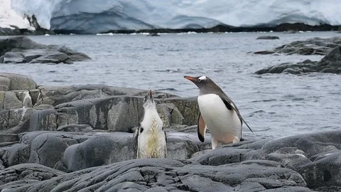 Gentoo Penguins chiks Stock Footage 107738110