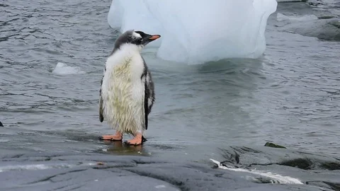 Gentoo Penguins chiks Stock Footage 107738202