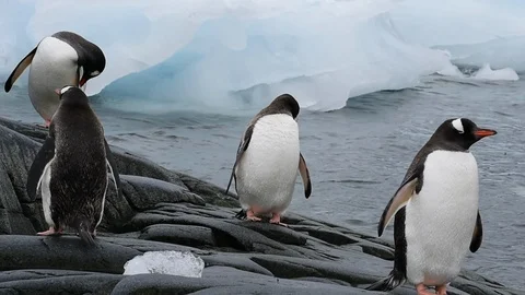 Gentoo Penguins chiks Stock Footage 107738250