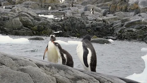Gentoo Penguins chiks Stock Footage 107738319