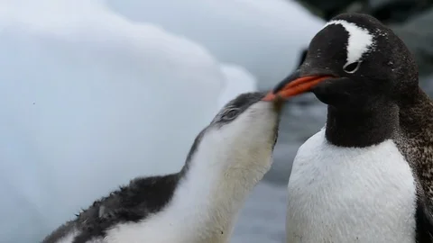 Gentoo Penguins chiks Stock Footage 107738406