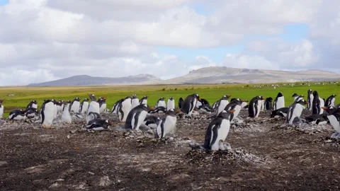 Gentoo Penguins Colony Nesting Chicks Under Parent Falkland Islands UK. Stock Footage 318967625