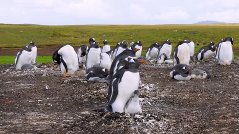 Gentoo Penguins Colony Nesting Chicks Under Parent Falkland Islands UK. Stock Footage 318967652