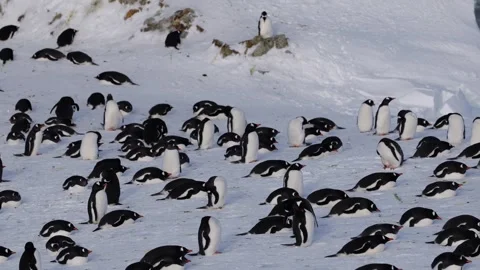 Gentoo Penguins Colony on Sunny Day in Antarctica, 4K Video Video stock 327581353