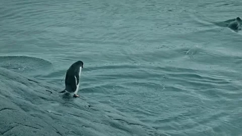 Gentoo Penguins Diving into the Cold Ocean from Rocky Shore Stock Footage 315094586