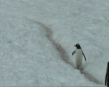 Gentoo penguins Stock Footage 647439