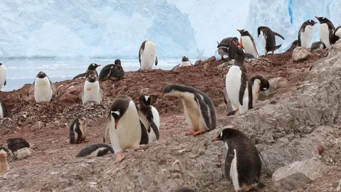 Gentoo Penguins Stock Footage 105066623