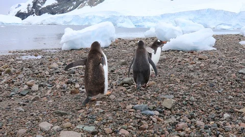 Gentoo Penguins Stock Footage 105067744