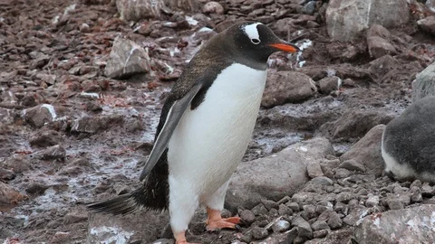 Gentoo Penguins Stock Footage 105069766