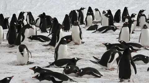 Gentoo Penguins 스톡 동영상 106935303