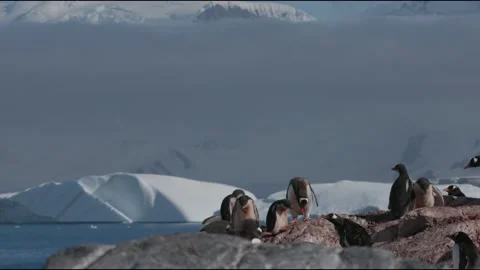 Gentoo penguins Stock Footage 138038961