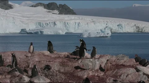 Gentoo penguins Stock Footage 138039034