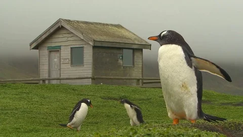 Gentoo Penguins HD Video stock 70403626