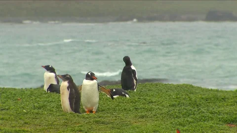 Gentoo Penguins HD Stock Footage 70404172