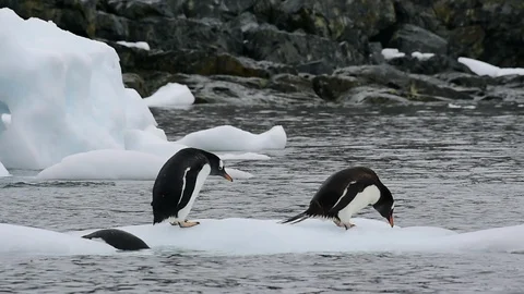 Gentoo Penguins on the ice Stock Footage 89617429