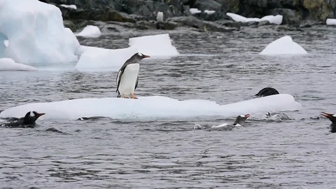 Gentoo Penguins on the ice Vídeo Stock 89620387