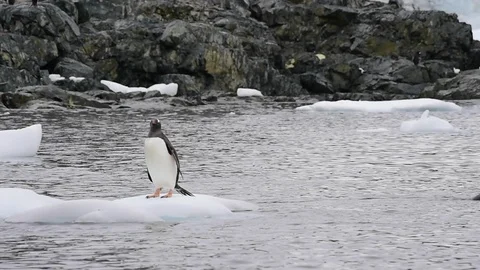 Gentoo Penguins on the ice Video stock 89621169