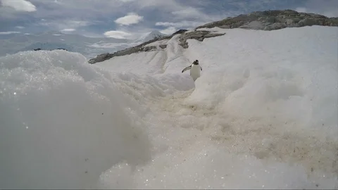 Gentoo Penguins on the ice Stock Footage 107810668