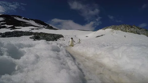 Gentoo Penguins on the ice Stock Footage 112879872