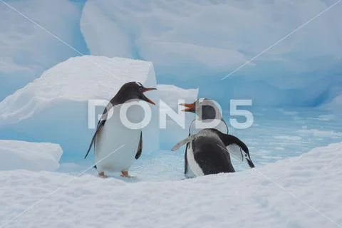 Gentoo Penguins on the ice Stock Photos