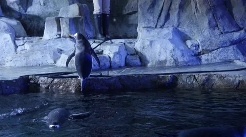 Gentoo penguins inside the cold aquarium Stock Footage 60227693