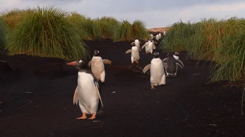Gentoo Penguins marching back to the nesting colony at sunset, Falkland Islands Stock Footage 72689088