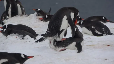 Gentoo penguins mating breeding behavior Antarctica, 4K Stock Footage 332394295