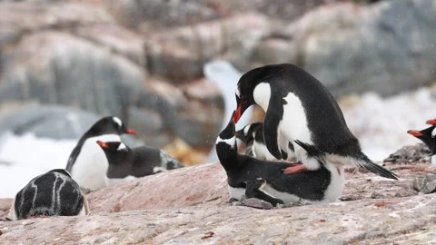 Gentoo penguins mating on a rocky, snow-dusted shore in Antarctica. Gentoo Stock Footage 337054059
