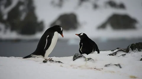 Gentoo Penguins on the nest Stock Footage 61451781