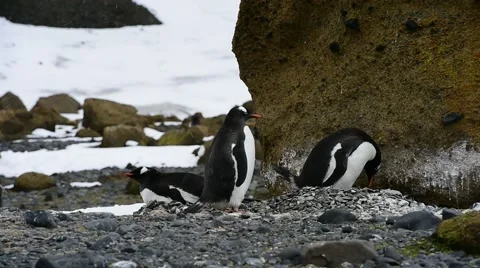 Gentoo Penguins on the nest Stock Footage 61524930