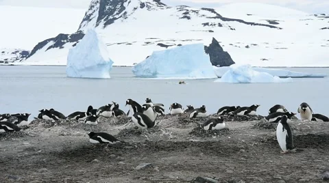 Gentoo Penguins on the nest Stock Footage 61525465