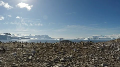 Gentoo Penguins on the nest Stock Footage 68722264