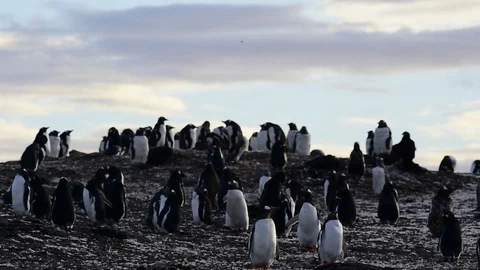 Gentoo Penguins on the nest Stock Footage 76760241
