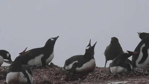Gentoo Penguins on the nest Stock Footage 76760519