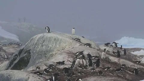 Gentoo Penguins on the nest Stock Footage 77121382