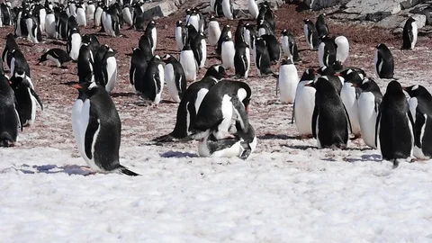 Gentoo Penguins on the nest Stock Footage 77128652