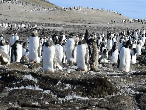 Gentoo Penguins on the nest Stock Footage 81302168