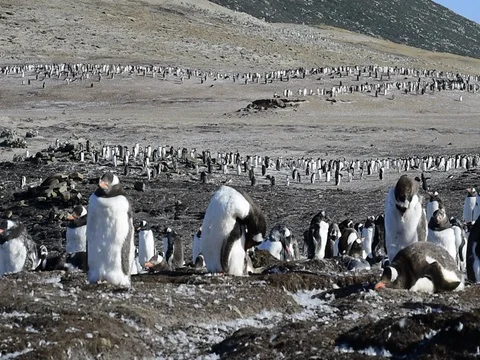 Gentoo Penguins on the nest Stock Footage 81302810
