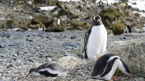 Gentoo Penguins on the nest Stock Footage 87948087
