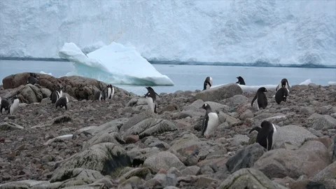 Gentoo Penguins on the nest Stock Footage 88103659